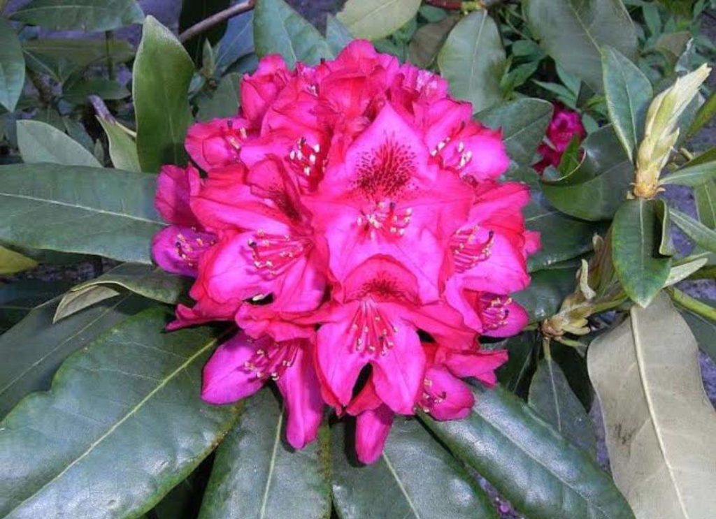 Buras flower (Rhododendron)