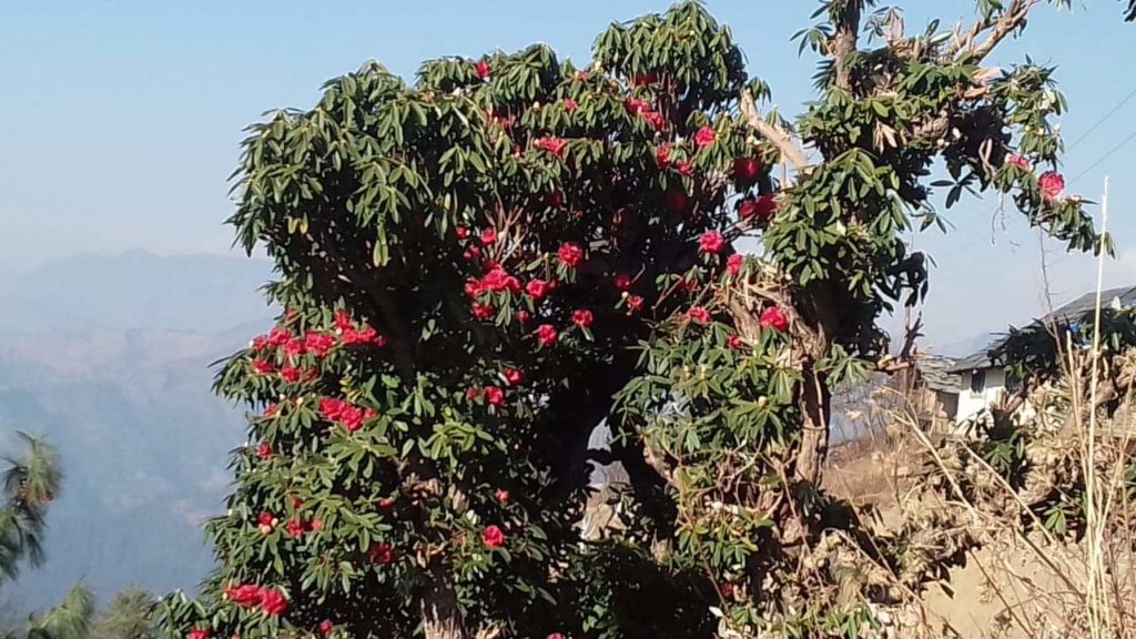 Rhododendron flower