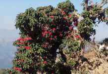 Rhododendron flower