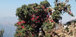 Rhododendron flower