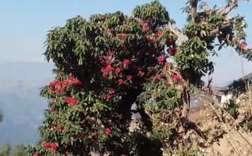 Rhododendron flower