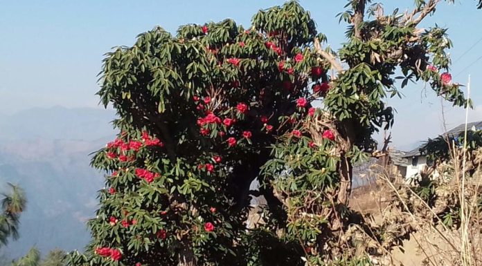 Rhododendron flower